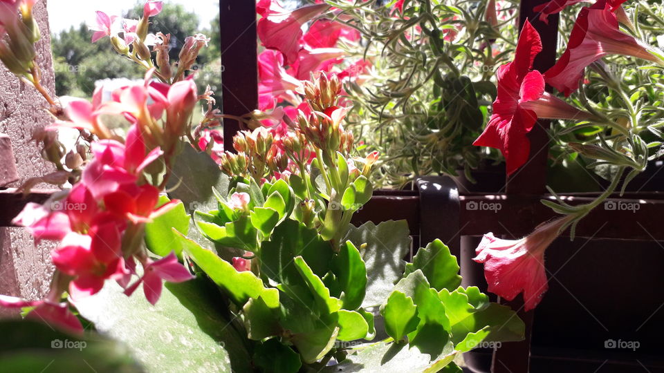 flowers on the window