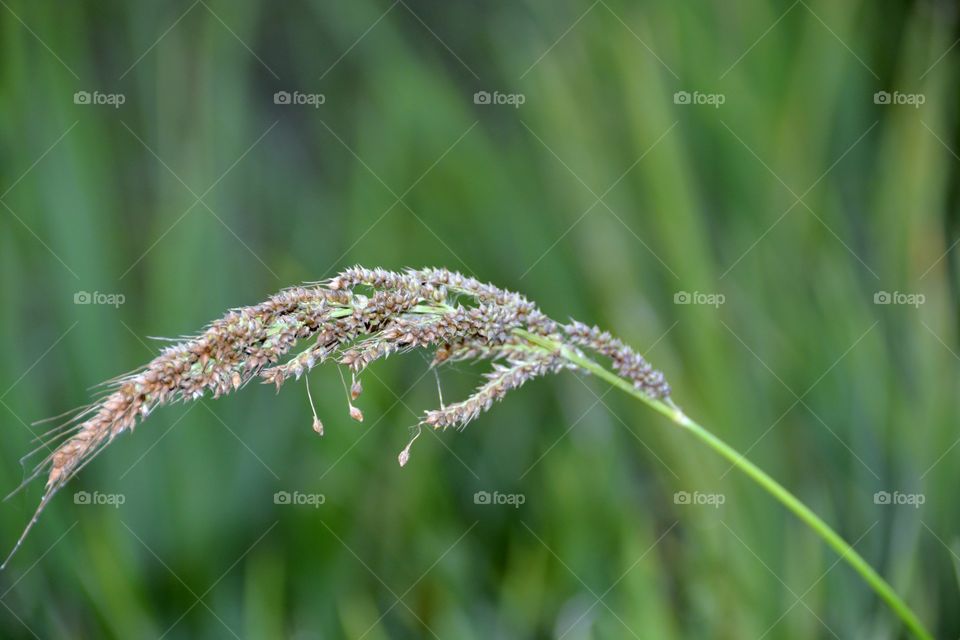 Grass flower green blur background