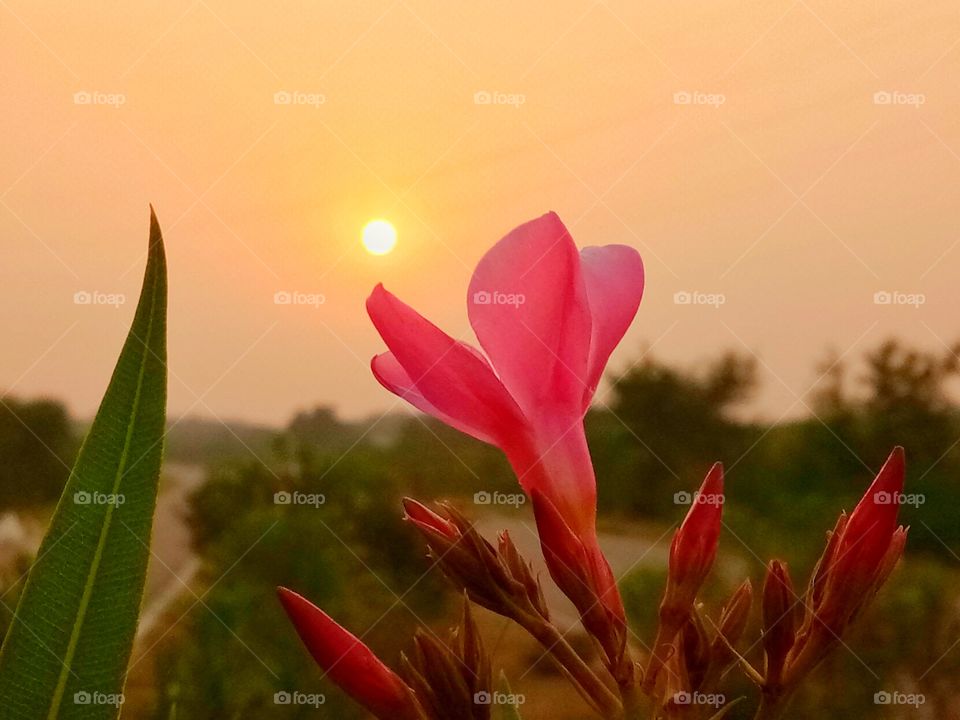 A beautiful flower with a nice sunset background