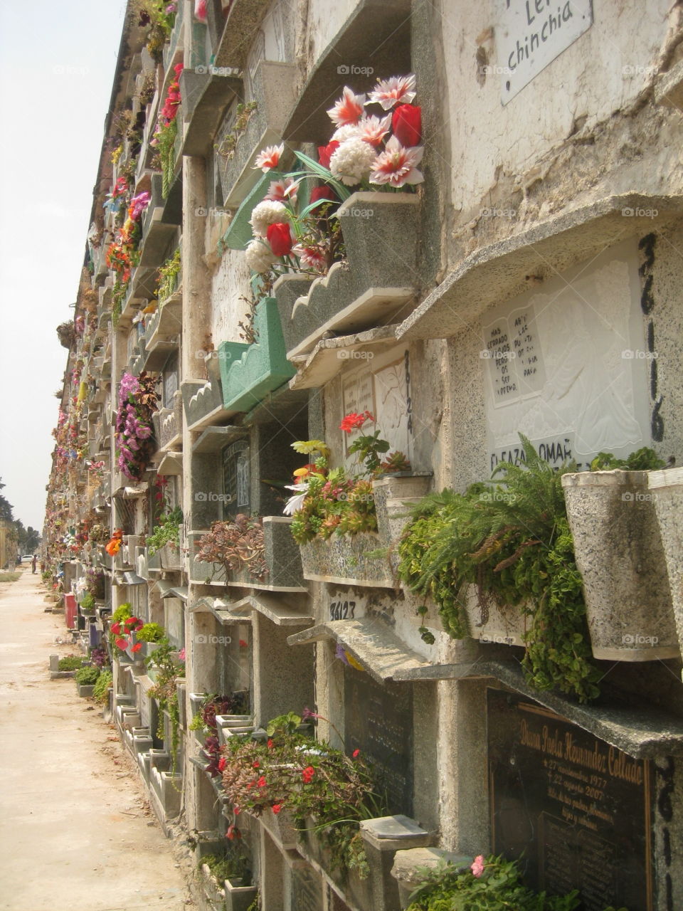 No Person, Architecture, House, Flower, Building