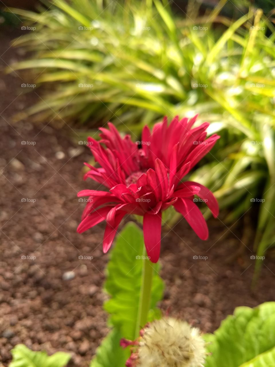aquí una flor