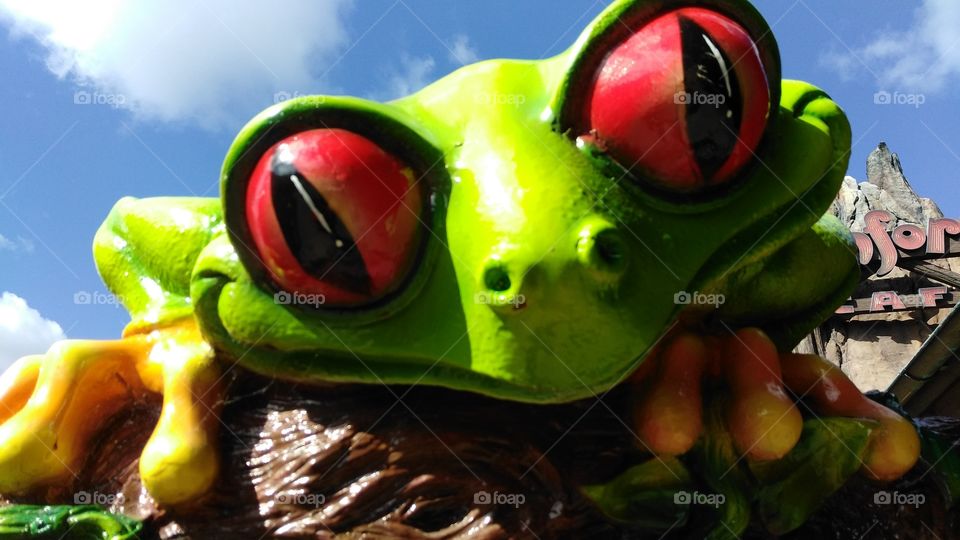 froggy groggy