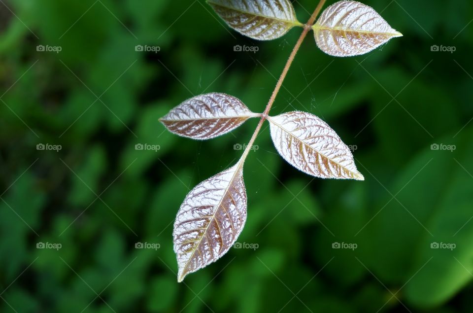 Nature. Leaf