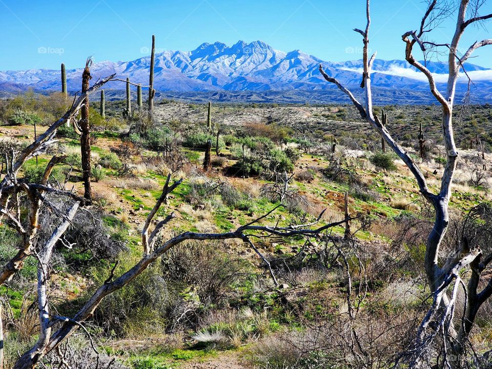 Snow covers the Four Peaks mountain in stark contrast to the arid Sonoran desert in the foreground