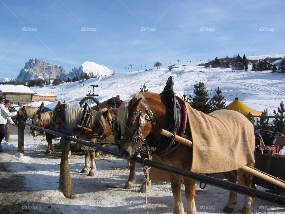 winter horses mountain vacation by jbdc