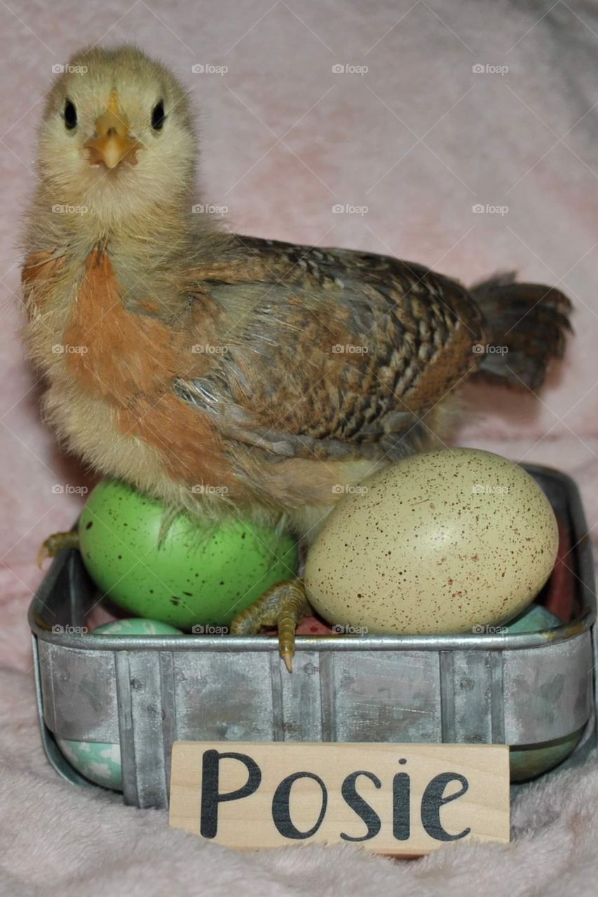 Posie the chick