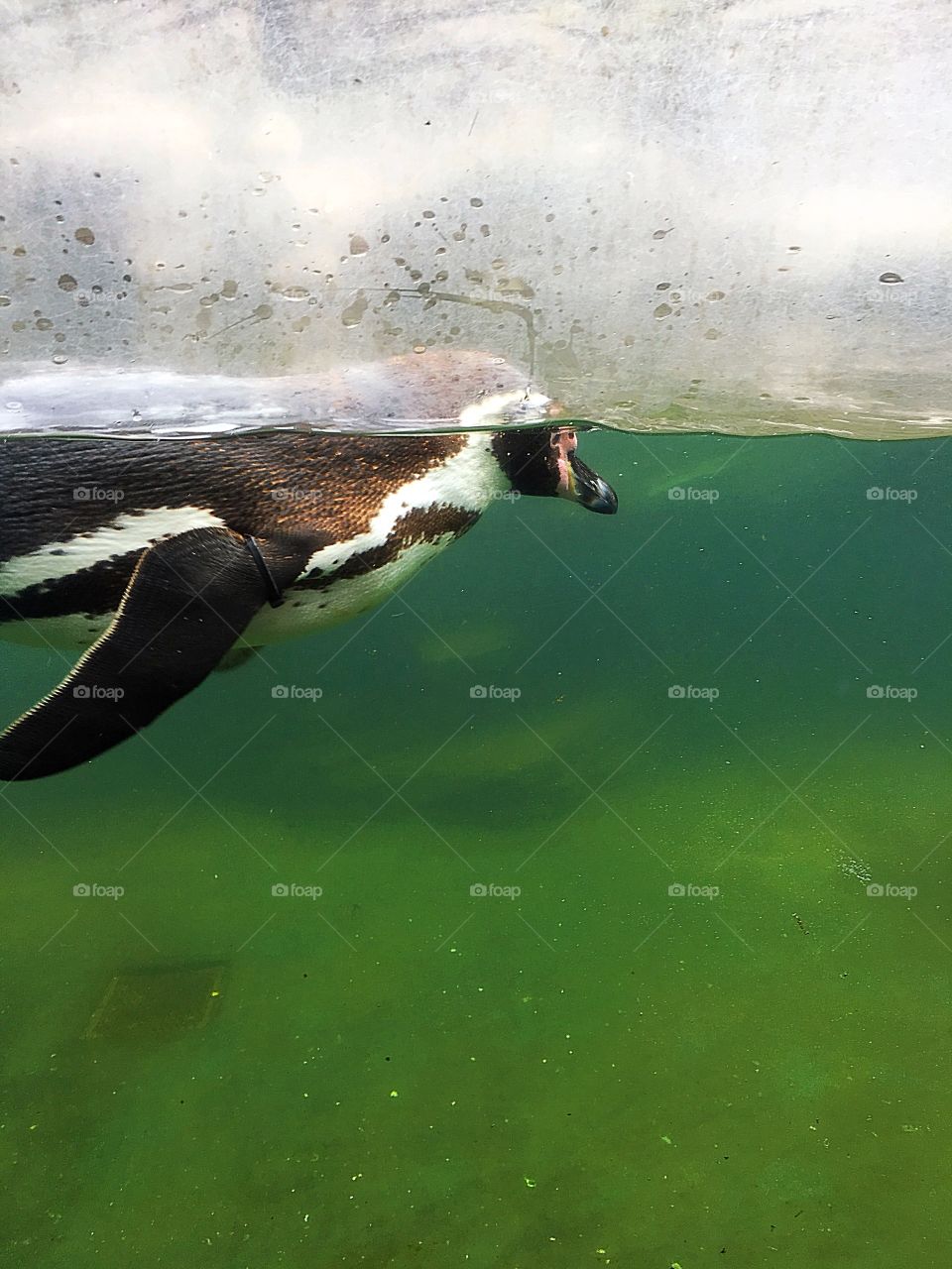 Penguin swimming 