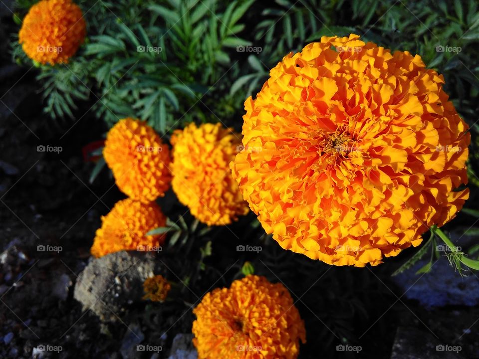 Group of Beautiful yellow  marigold flower