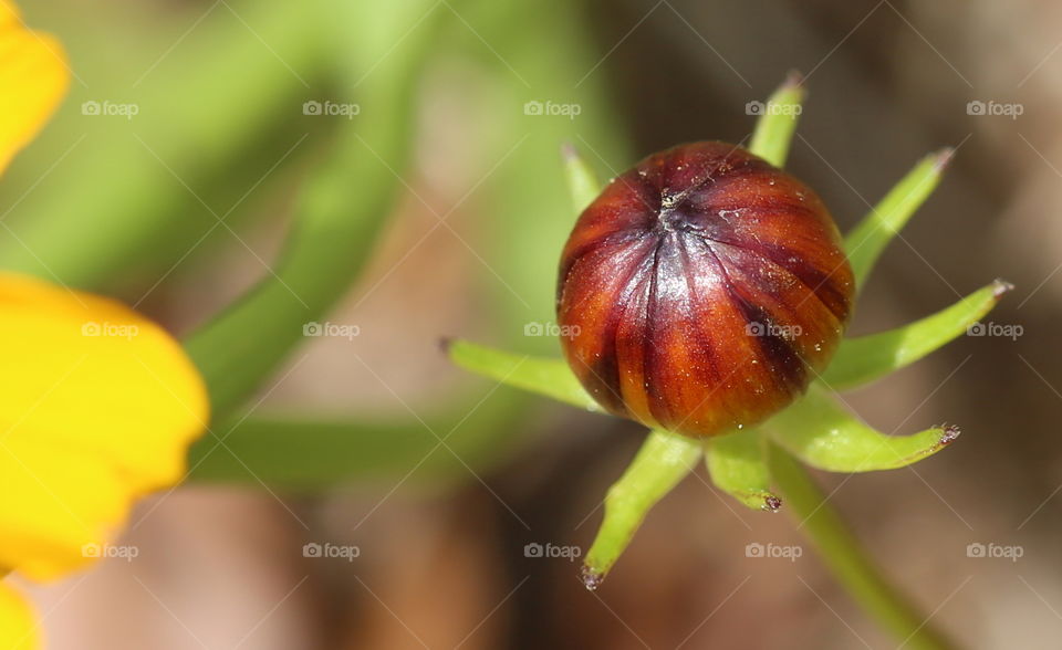 Spring flower seed about to bloom in Florida on a sunny and bright day. 