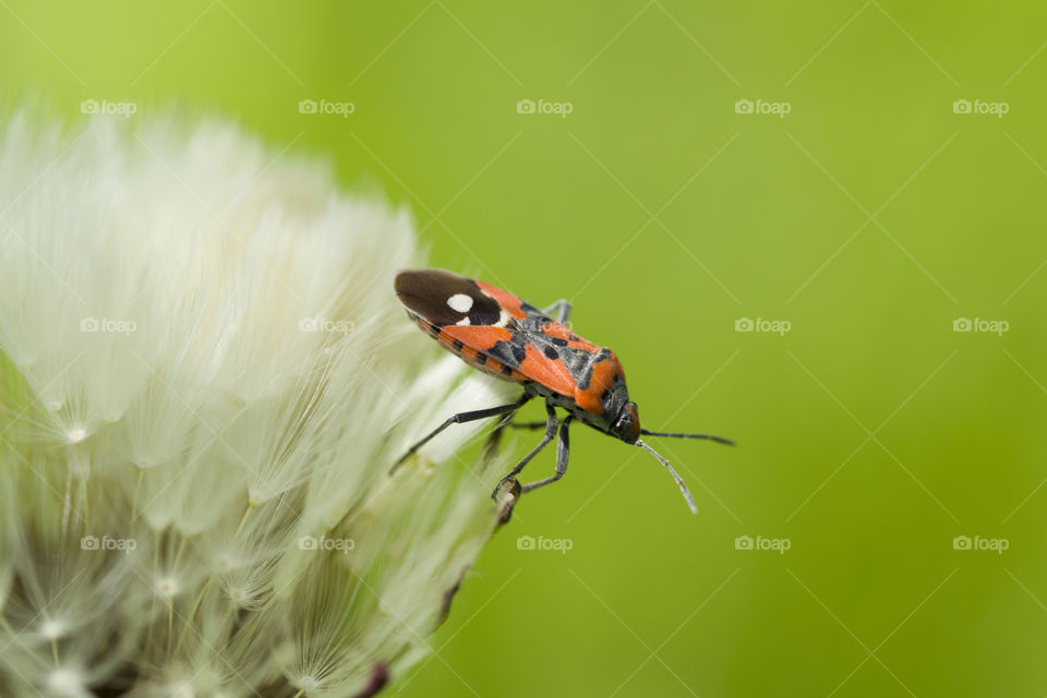 Red insect (Spilostethus Pandurus) in dandelion. Close-up

. macro shot.  amazing world of insect