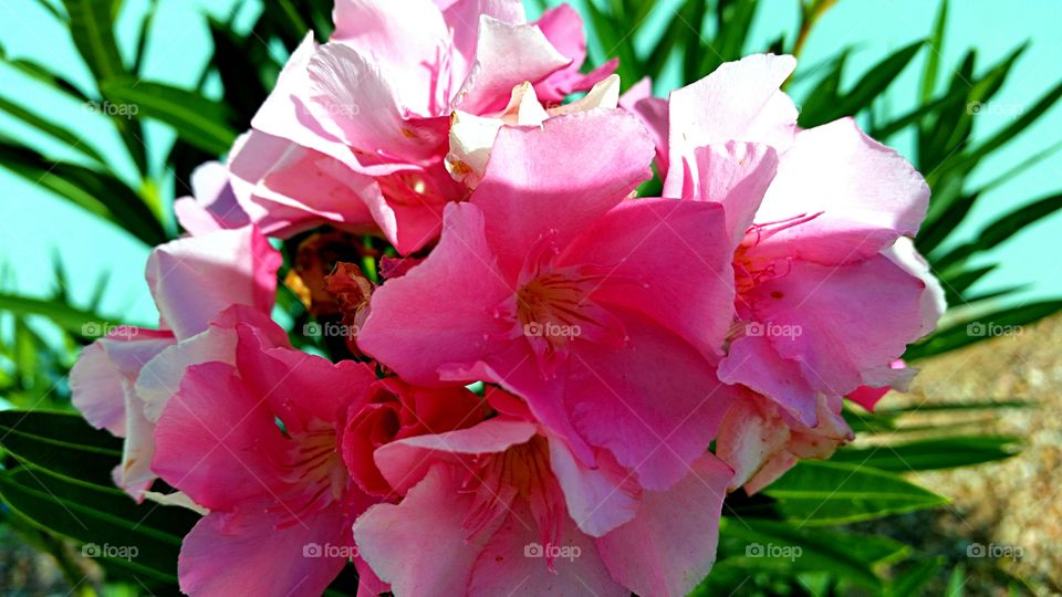 Oleander. Pink oleander blooming in the desert.