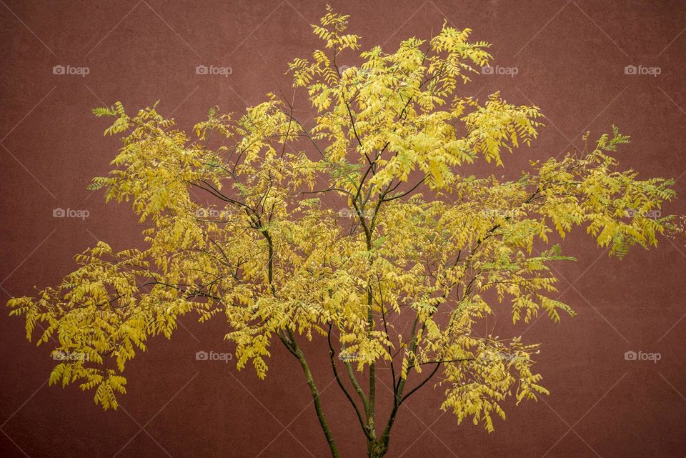 Autumn background.  Tree with yellow leaves against a terracotta wall