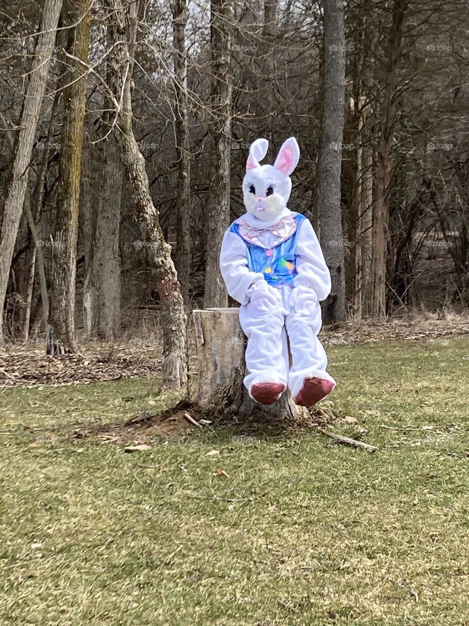 Easter bunny 