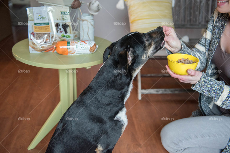 Smiling young woman feeding her pet terrier dog indoors