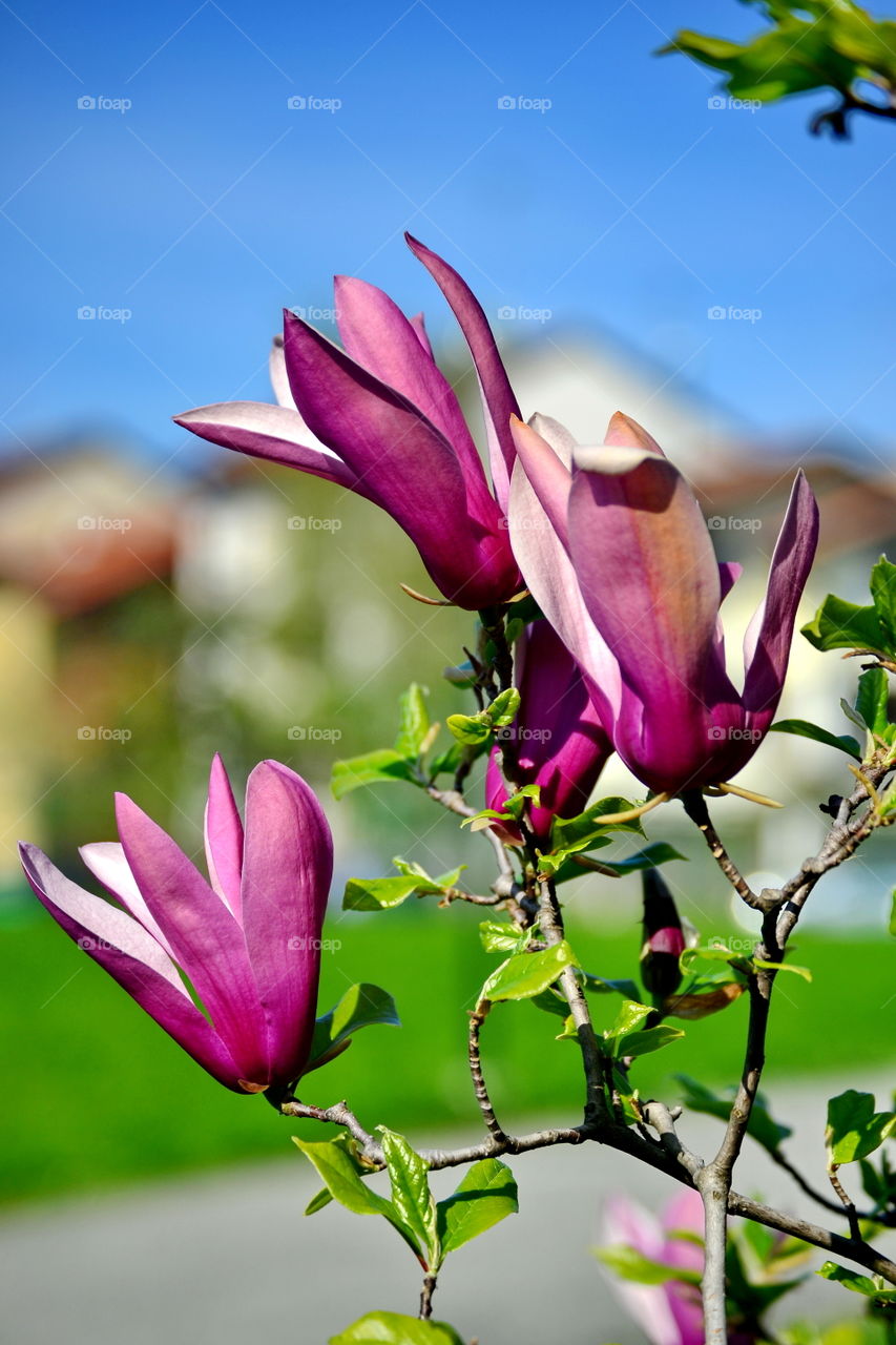 purple flowers