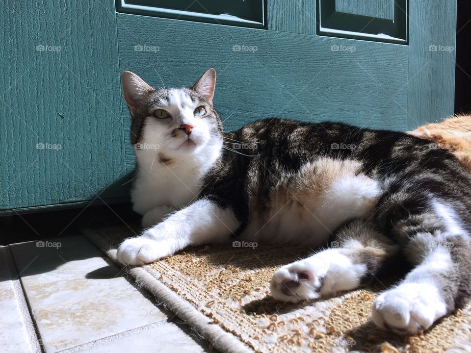 Brown and white tabby cat 