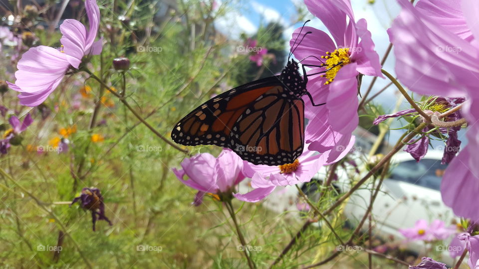 Nature, Flower, Butterfly, Summer, No Person