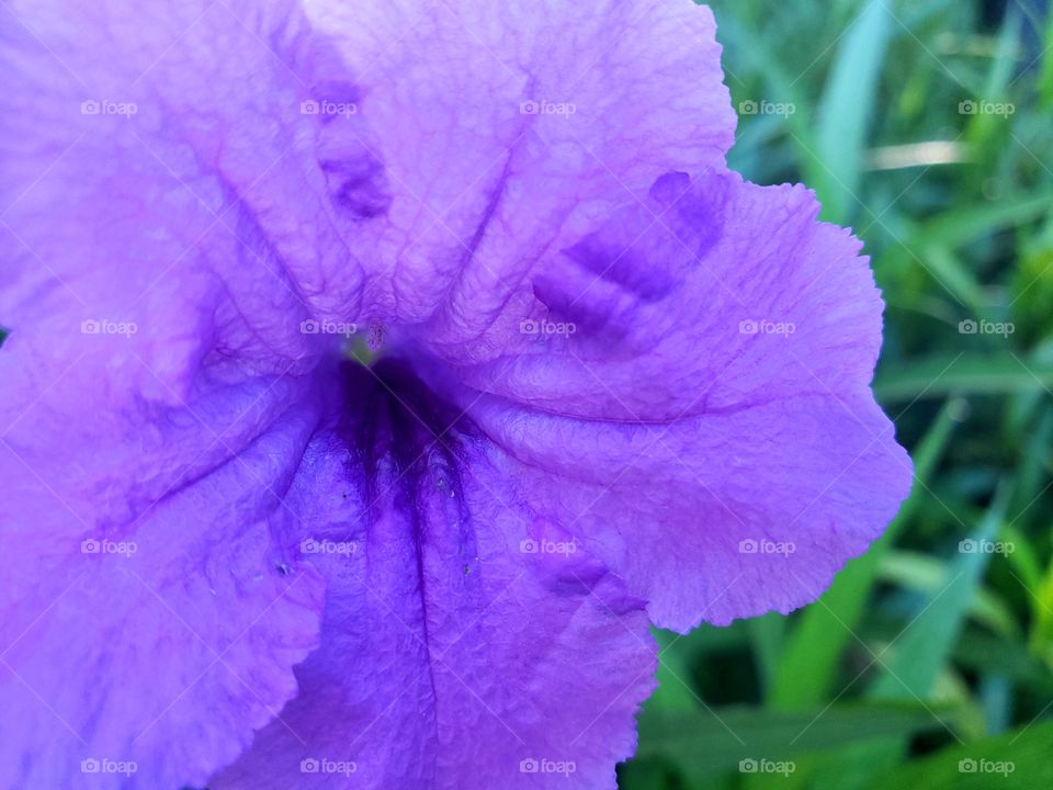 Gemini springs state park