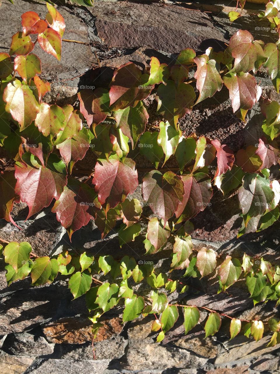 Grape and fence 