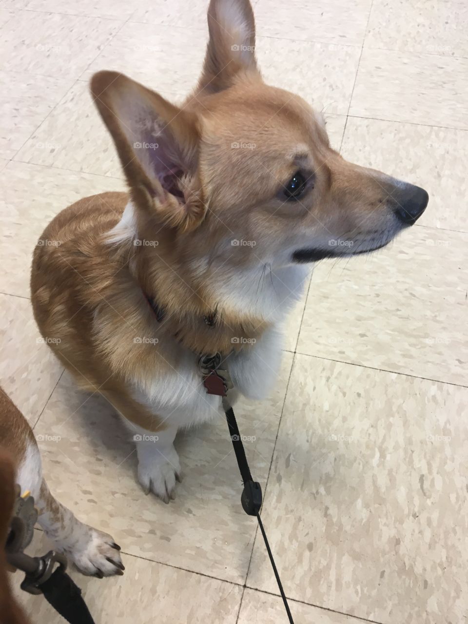 Corgi at vet cute small
