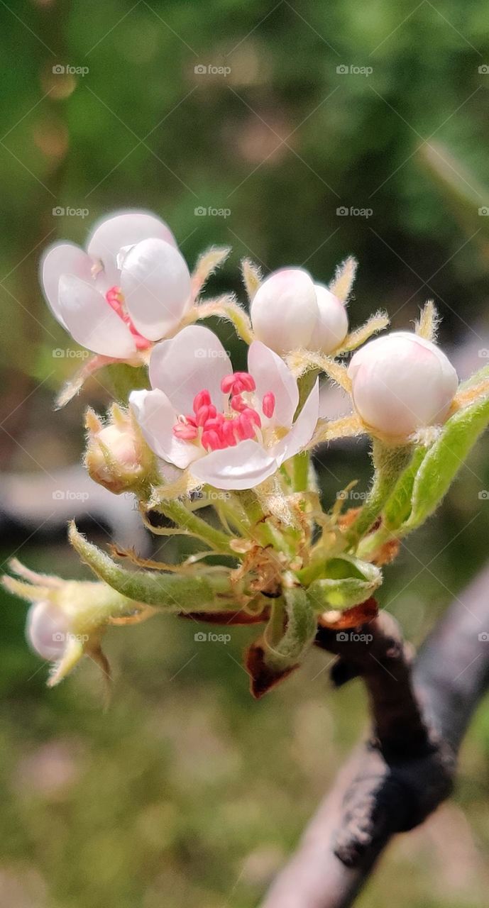 pear blossom