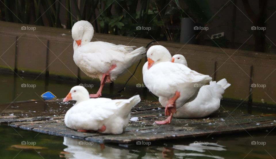 beautiful white ducks