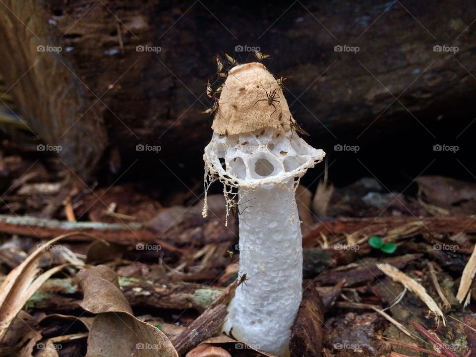 Morning, Mushroom full of insects , tree log , fall like a net 