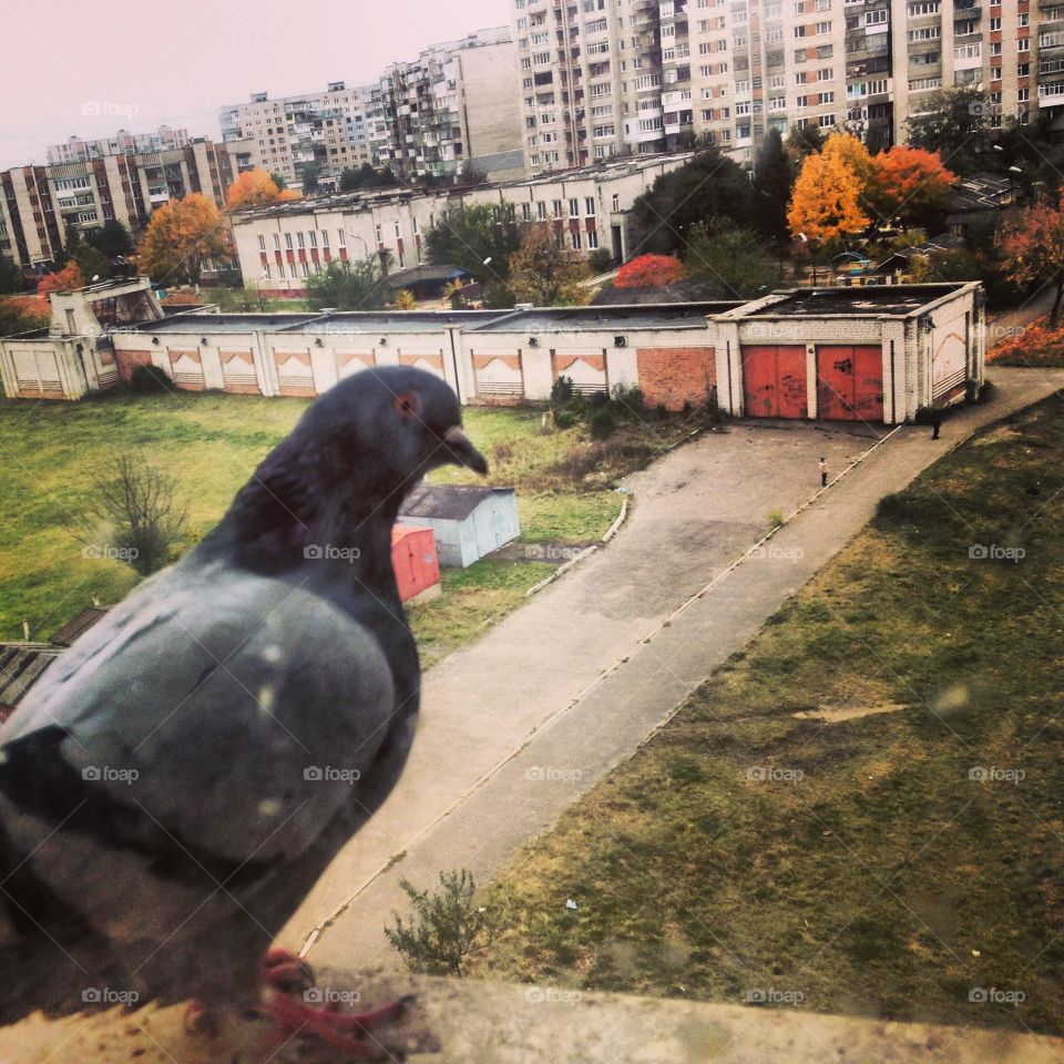 Bird, Pigeon, No Person, City, Urban