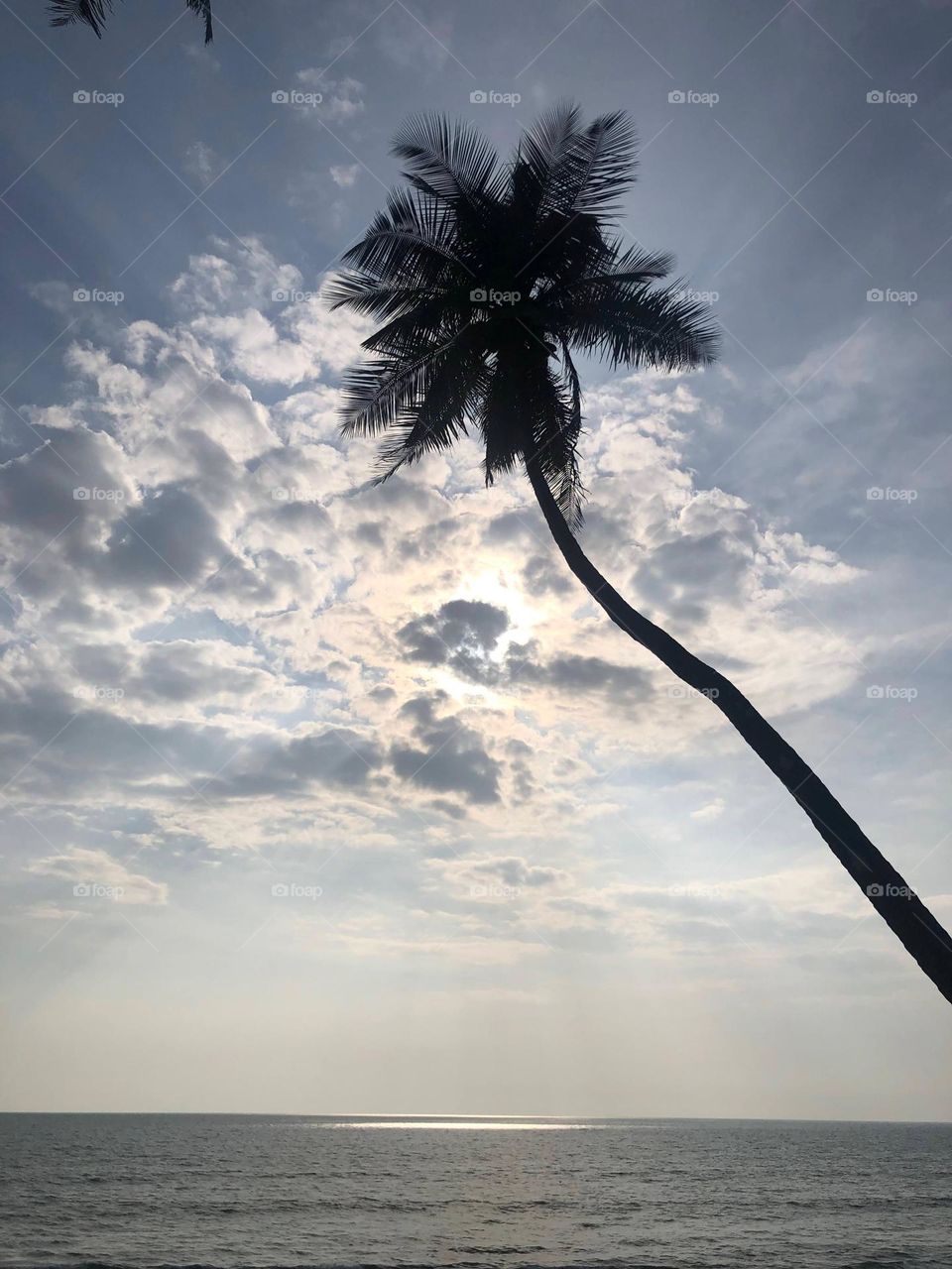 Coconut tree up in the sky 