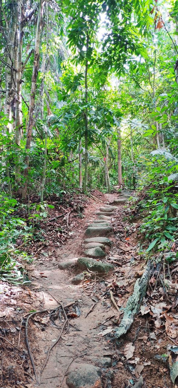 Forest, where the home for trees/ plants. The way into the tropical forest, it will bring us to another word for relaxing and move us away from busy city.