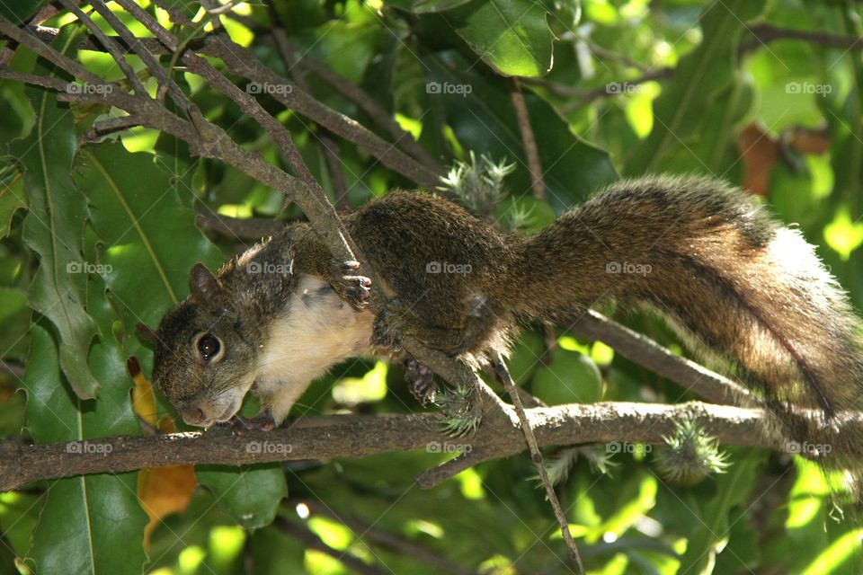 squirrel