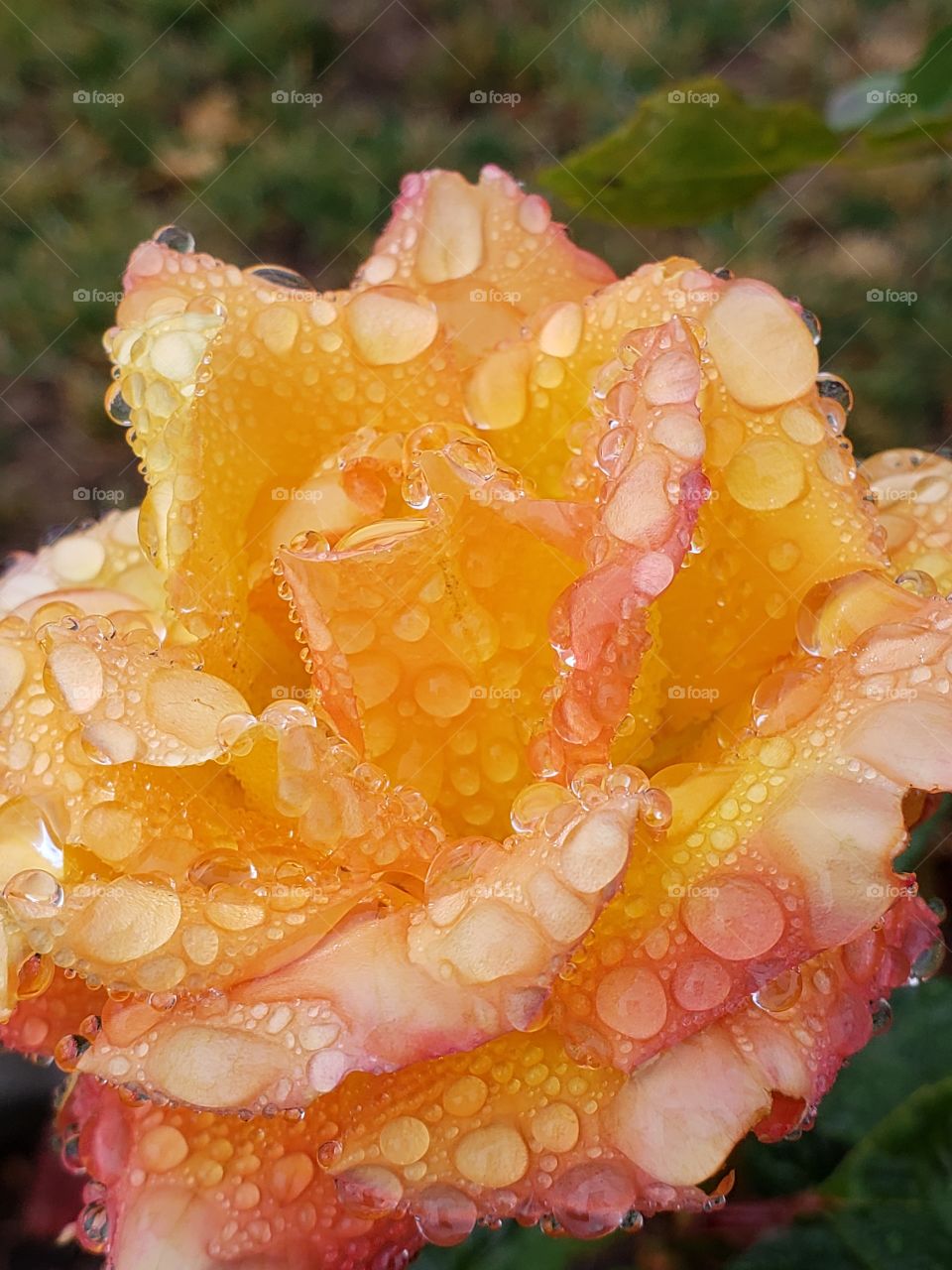 Fine details on the petals of a rose covered in water droplets from a fresh rain