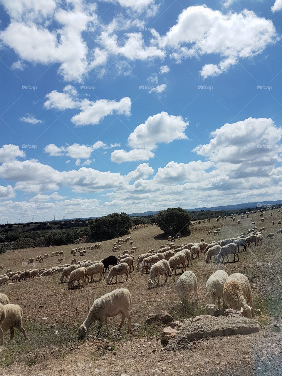 Ovejas pastando en el campo