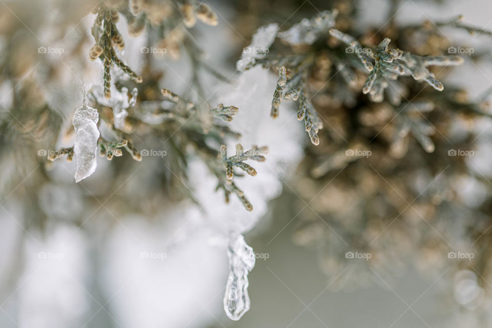 Snow storm during spring 