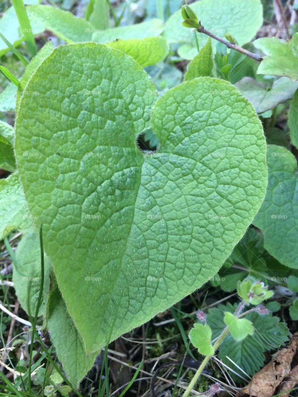 Nature leaves Heart