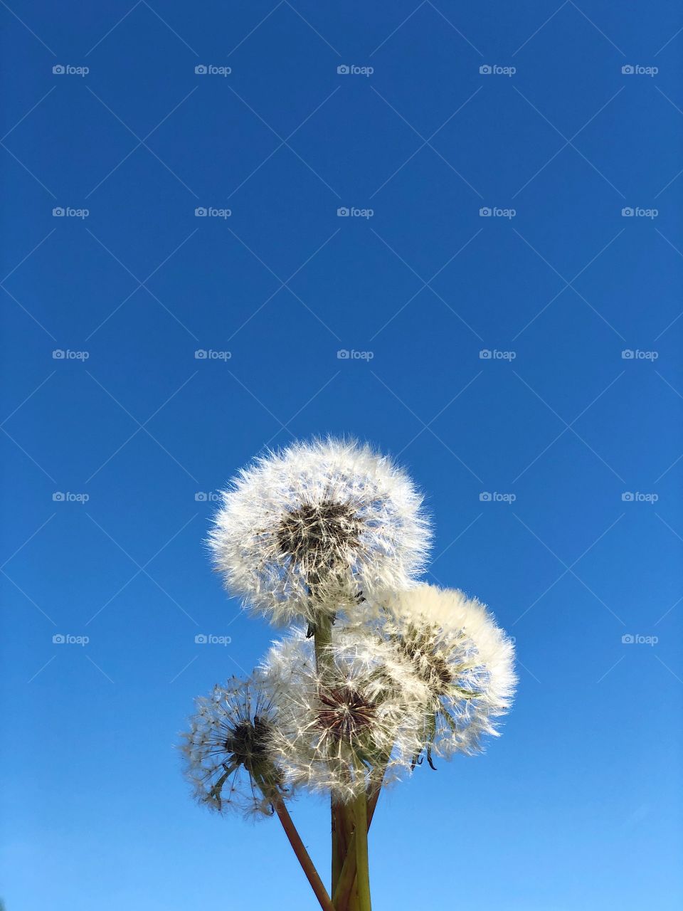 A handful of dandelions against a cloud free blue sky on an April spring day in Georgia. 