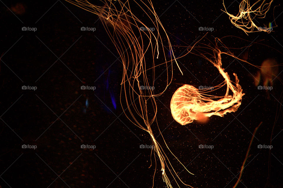 Flame, Abstract, Energy, No Person, Dark