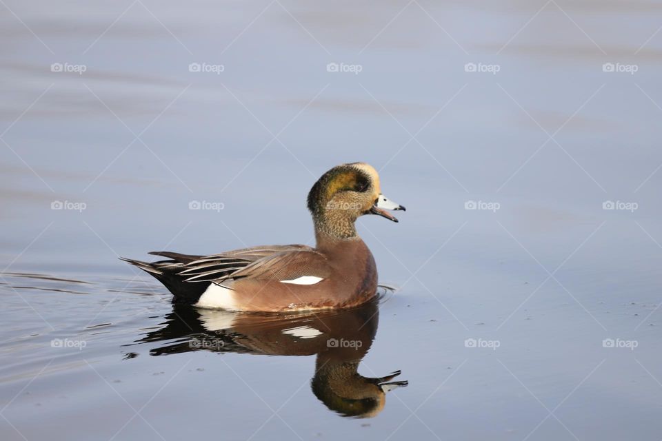 Duck swimming in the ocean 