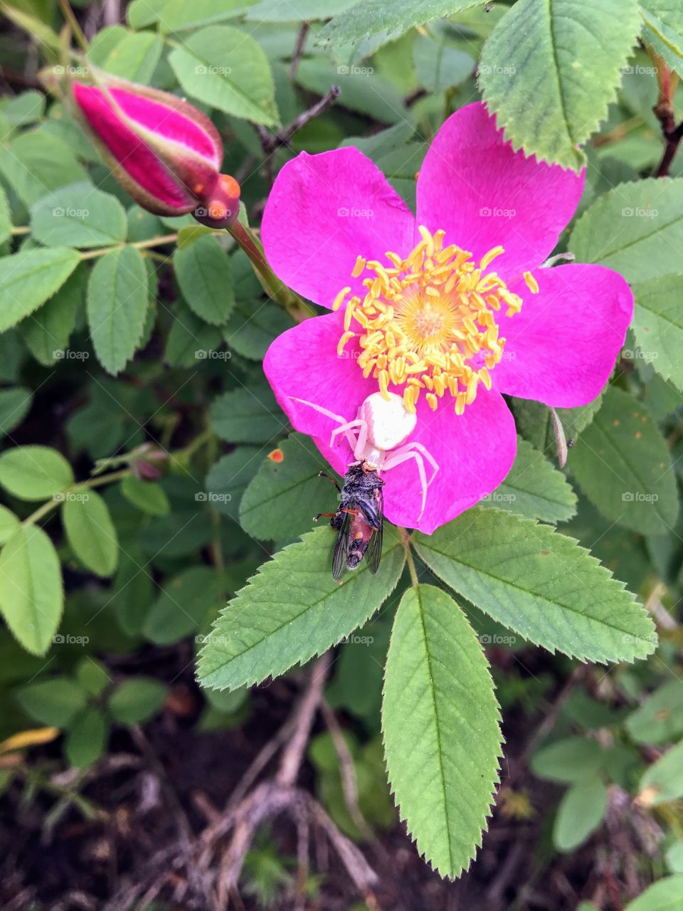 Pink and white crab spider catching a sawfly as it’s prey on a beautiful pink Alberta wild rose 