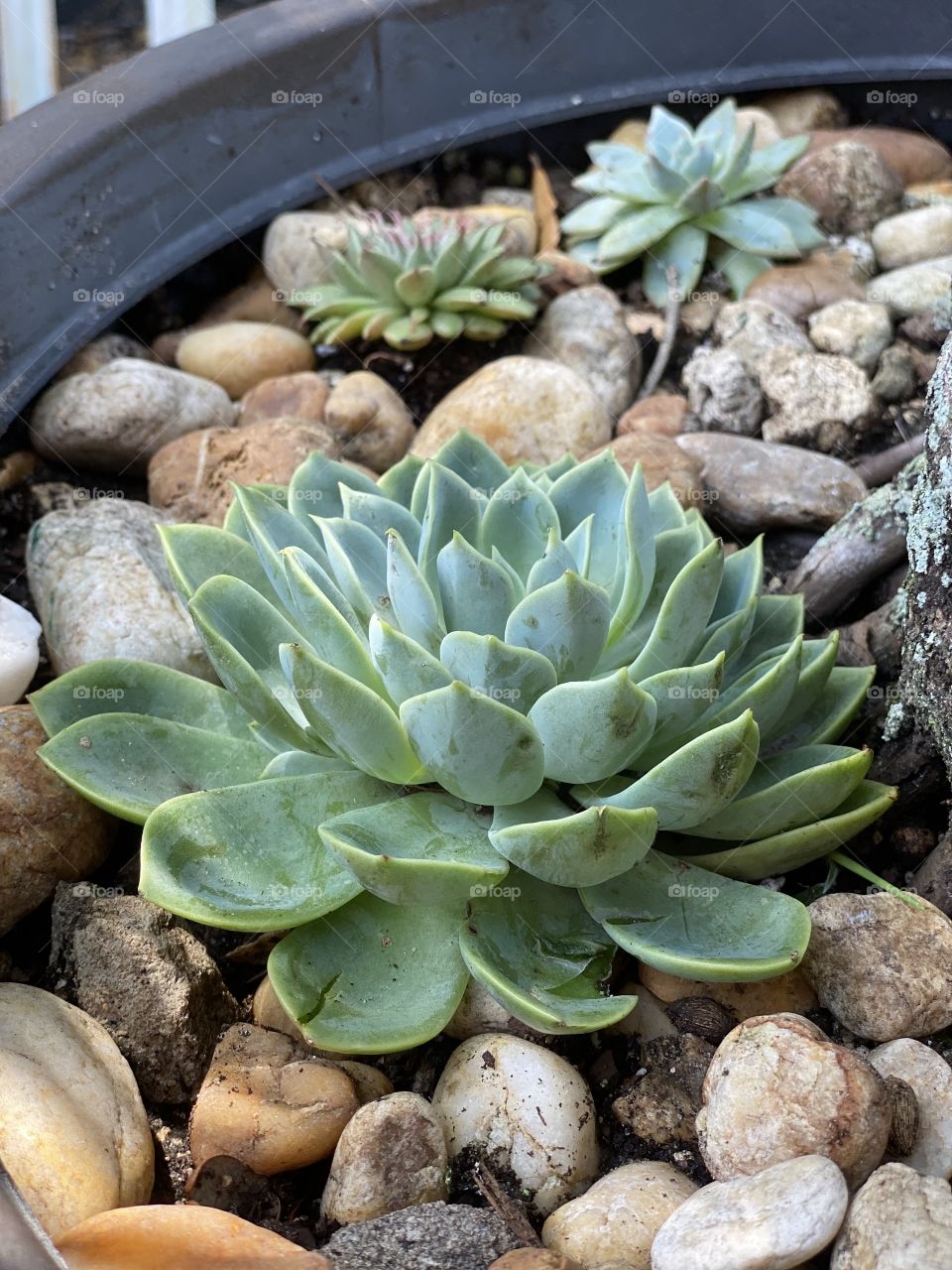 Succulent 