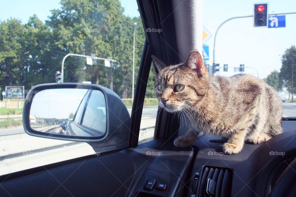 "Don't worry, driver! You can go! I'll just keep watching your back...If the Police appears, I'll let you know!"