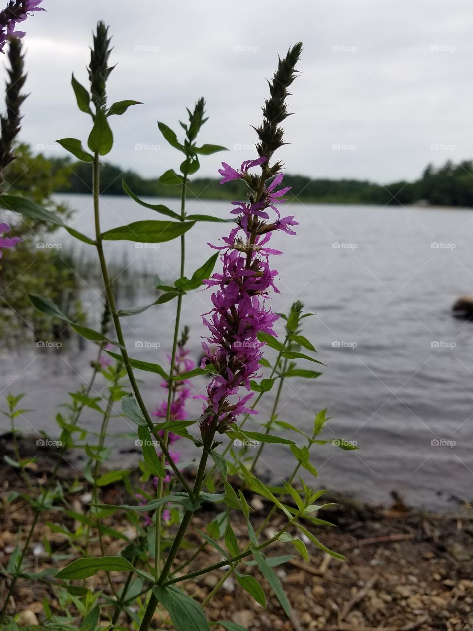 Lake Flower