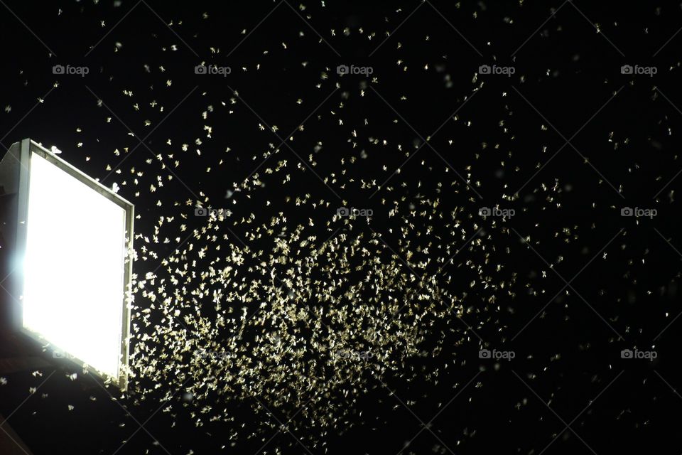 Insetos em volta da lâmpada