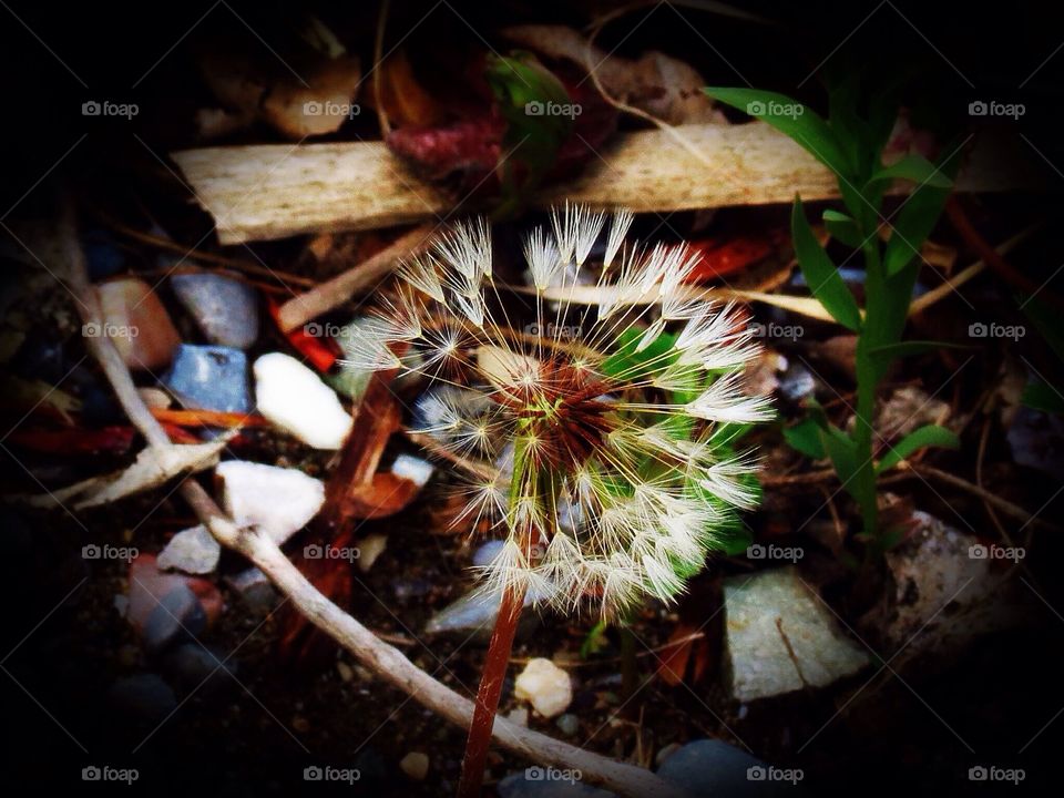 Dandelions and pebbles 