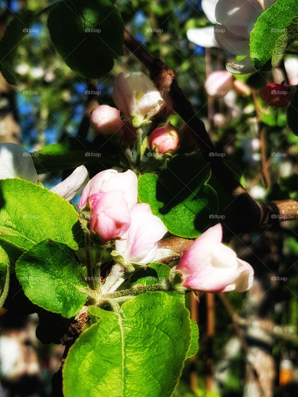 Apple tree in blossom is nature's way to tell you that there's always a new start!