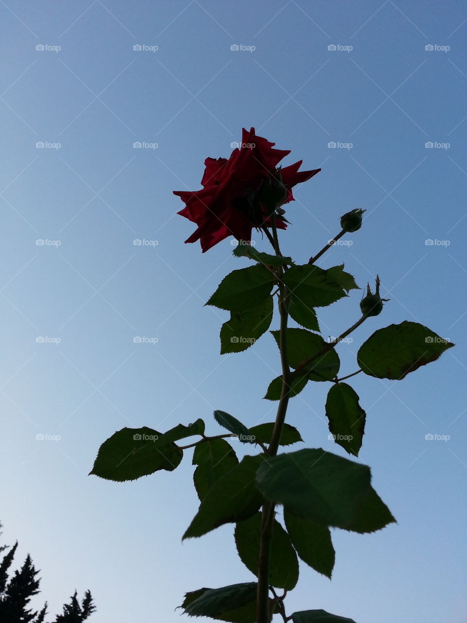 rose in night