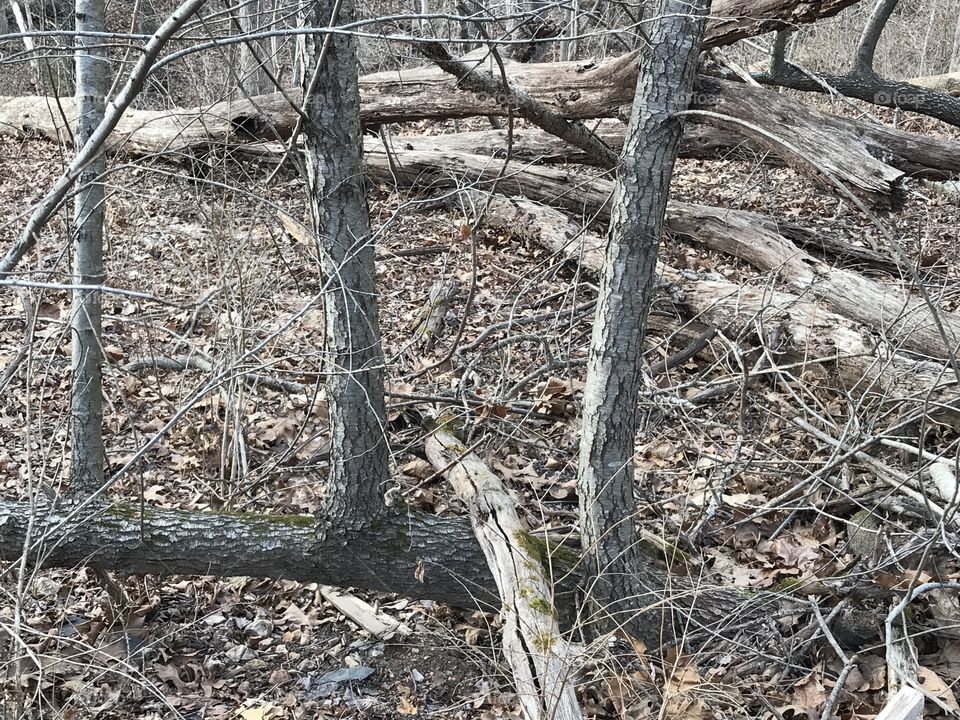 Down, but still reaching for the sky