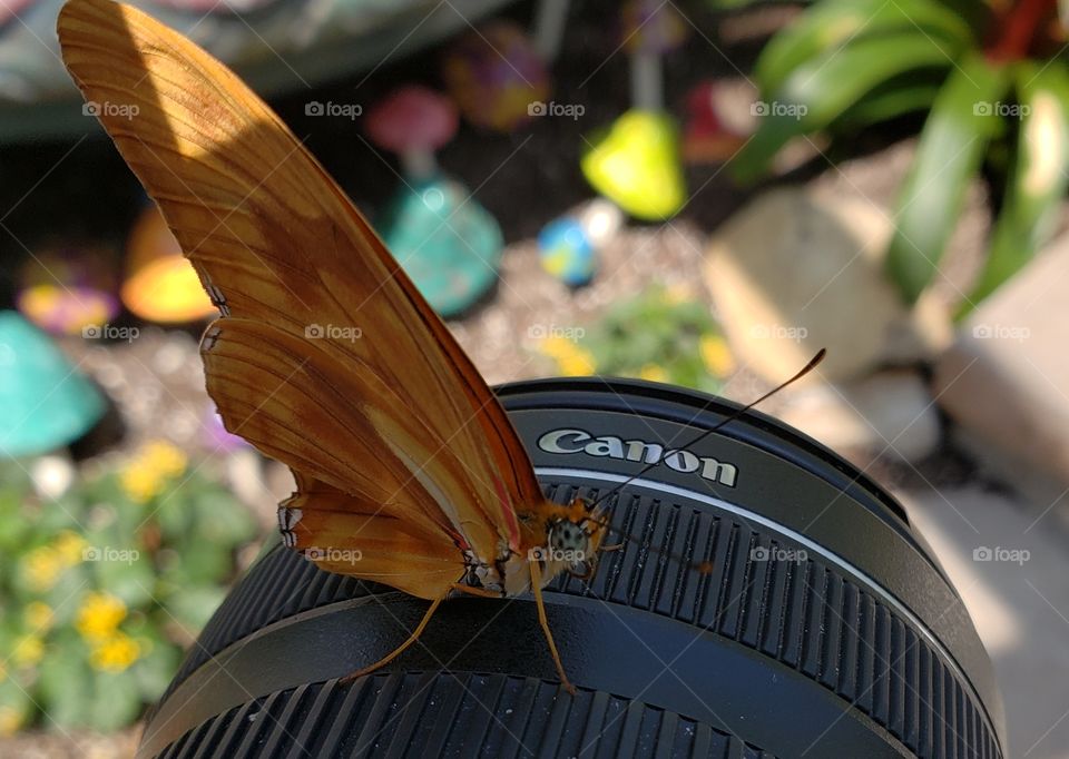Beautiful butterfly just chilling on my camera.