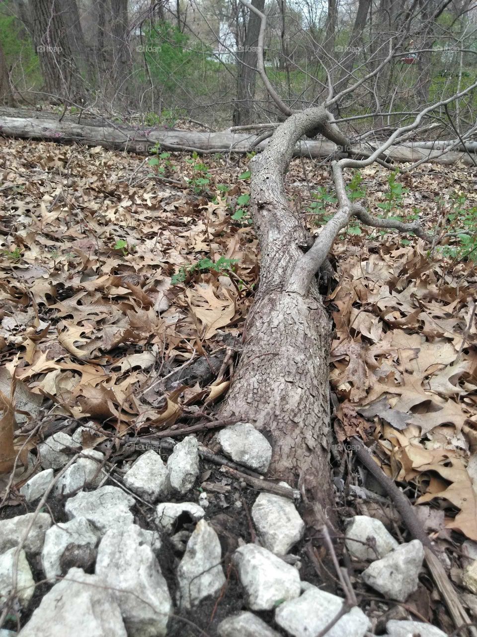 This fallen tree is a perfect example of how life will thrive through any condition. Despite it's fallen state, it continues to provide budding flowers on its brances.
