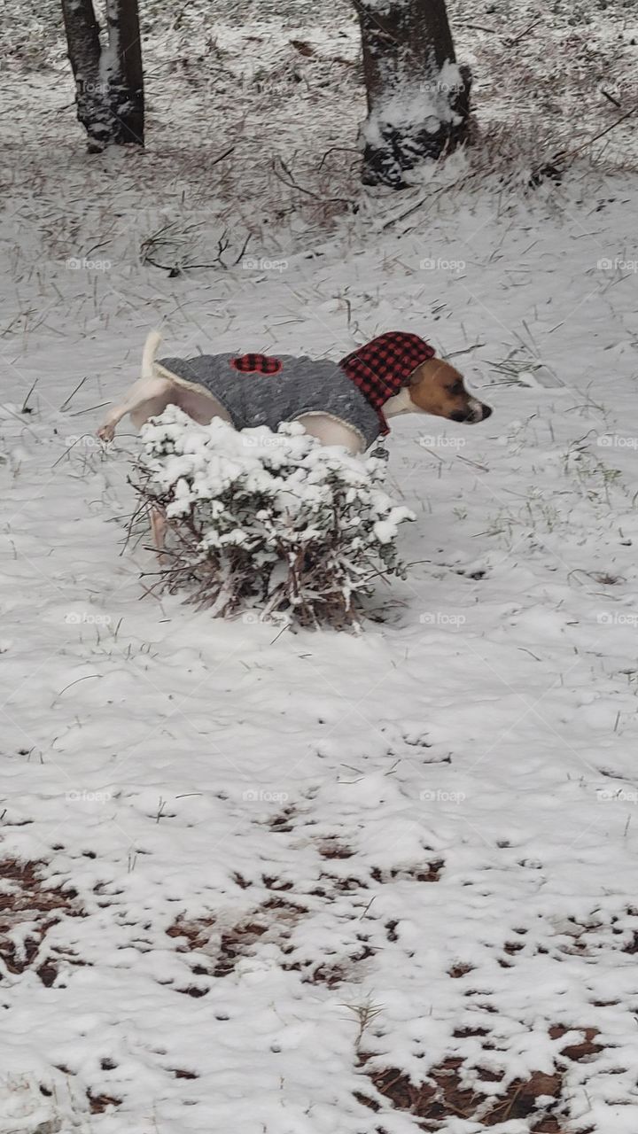 milo love  back yard